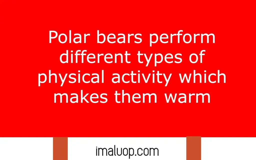 Adaptations in Polar Bears 