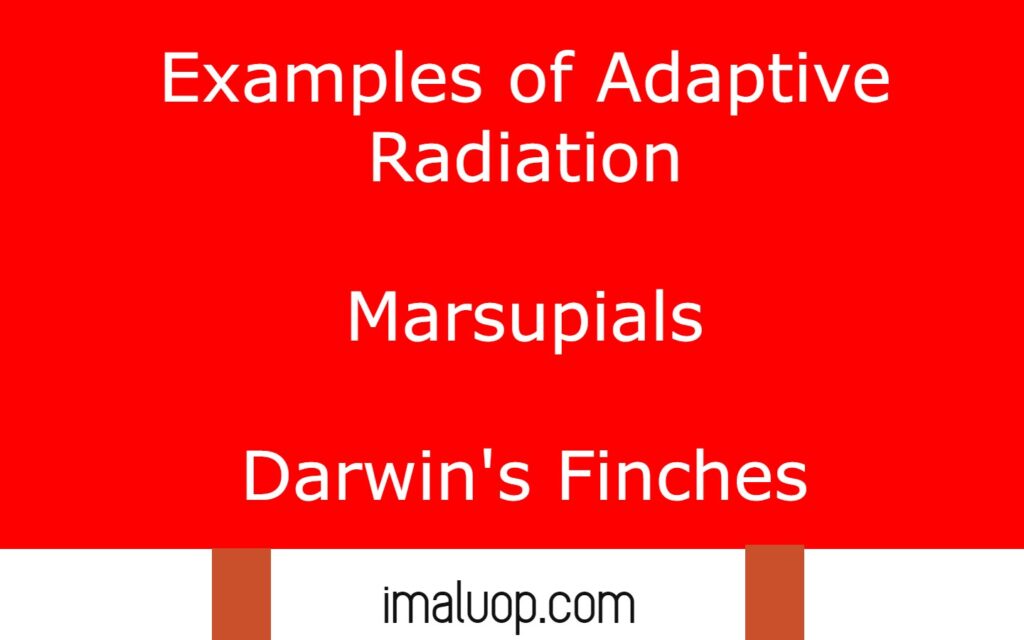 Adaptive Radiation and its Examples