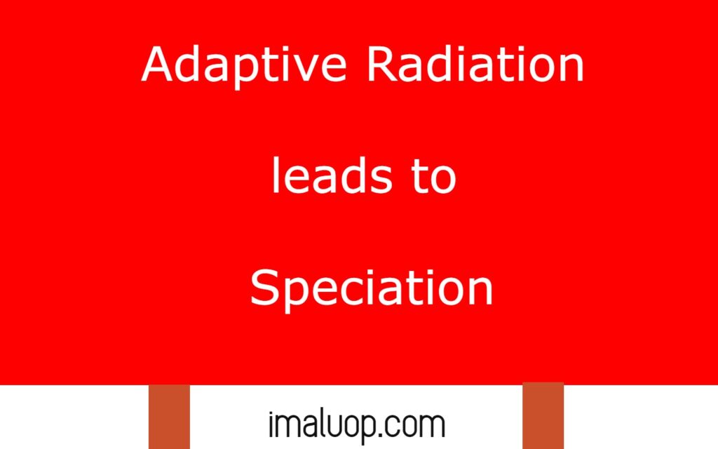 Adaptive Radiation and its Examples