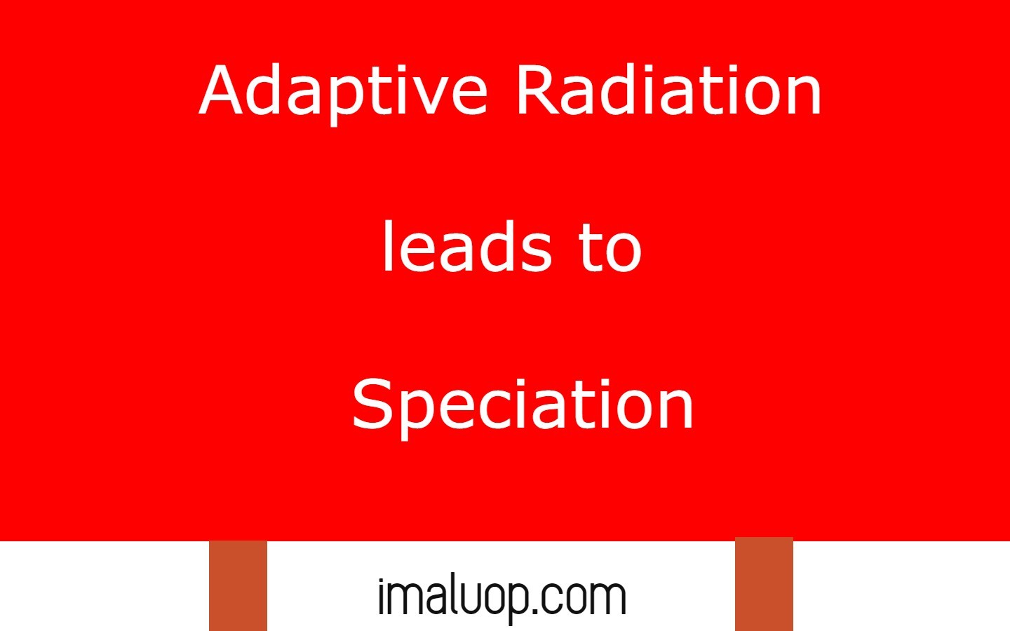 What Is Adaptive Radiation Give Example