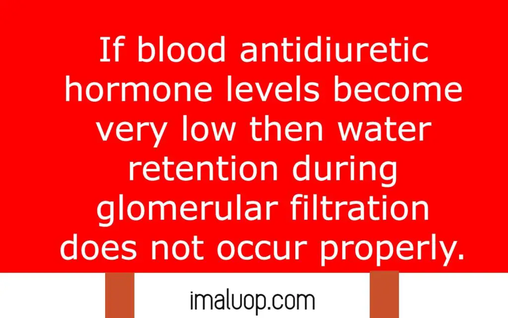 Antidiuretic Hormone General Overview