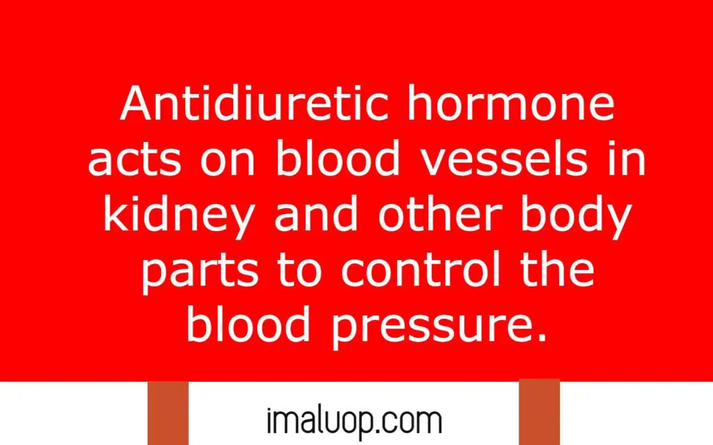 Antidiuretic Hormone General Overview