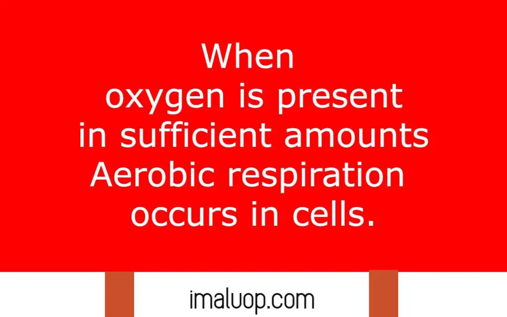 Differences Between Aerobic and Anaerobic Respiration