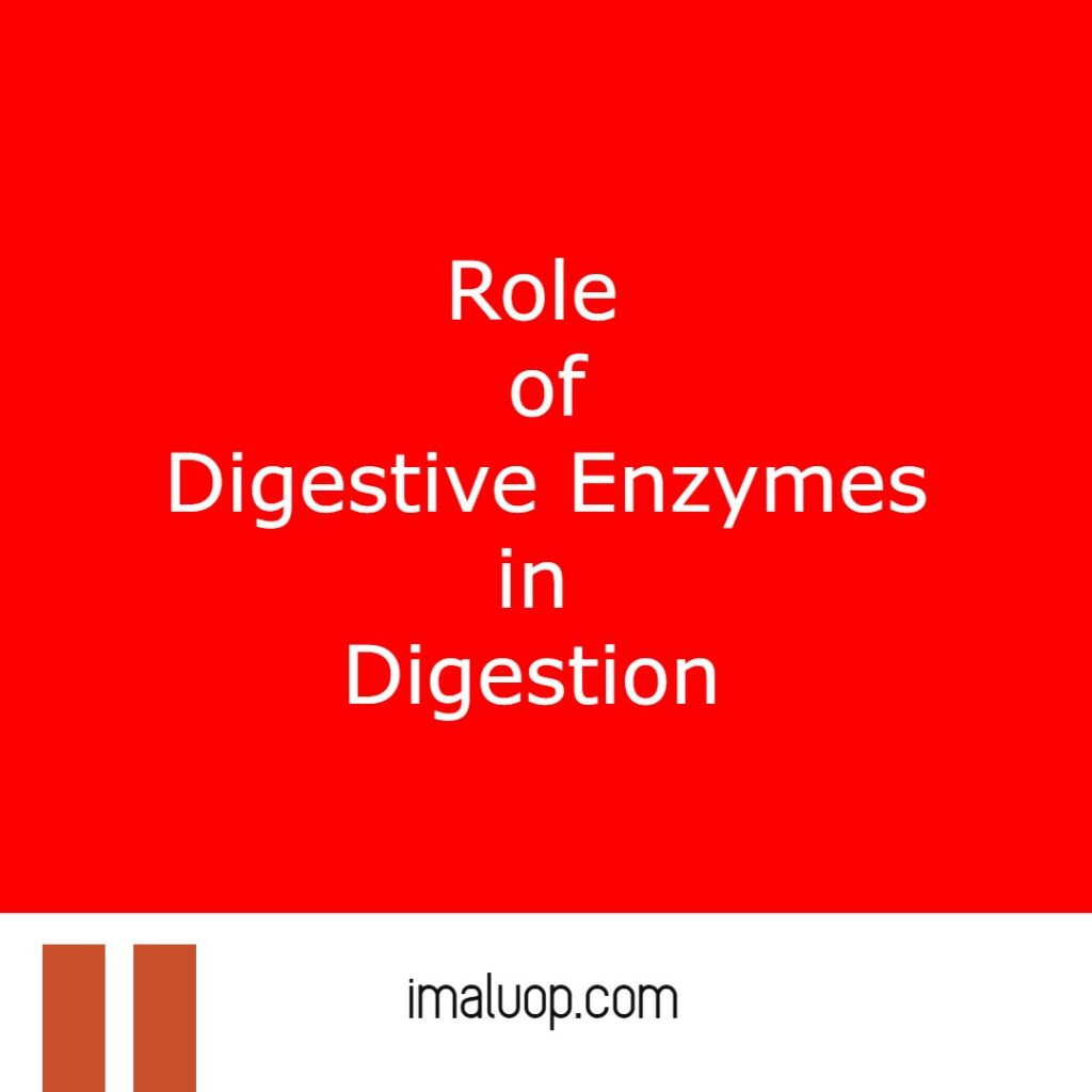 Role of Digestive Enzymes in Digestion 