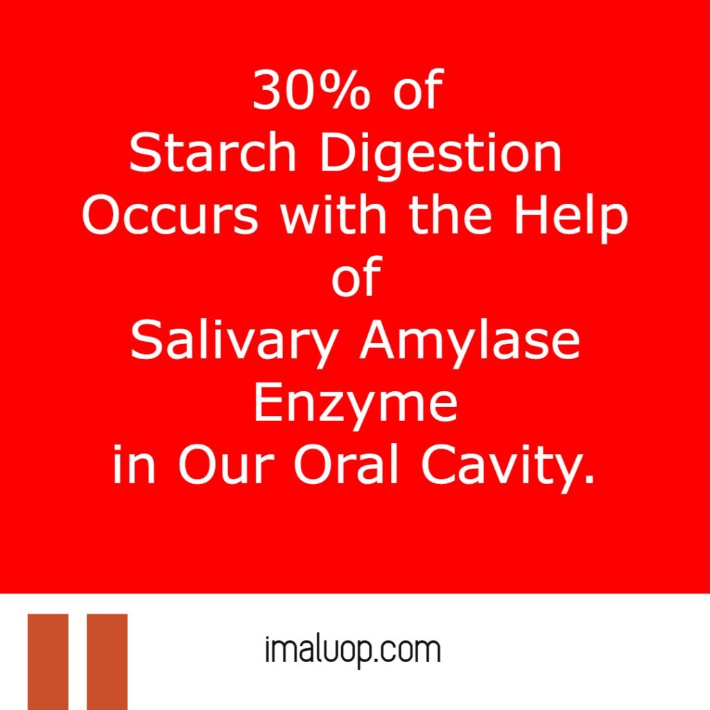 Role of Digestive Enzymes in Digestion 