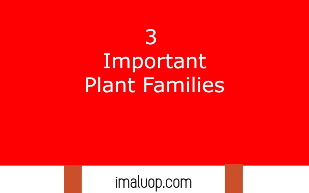 3 Important Plant Families