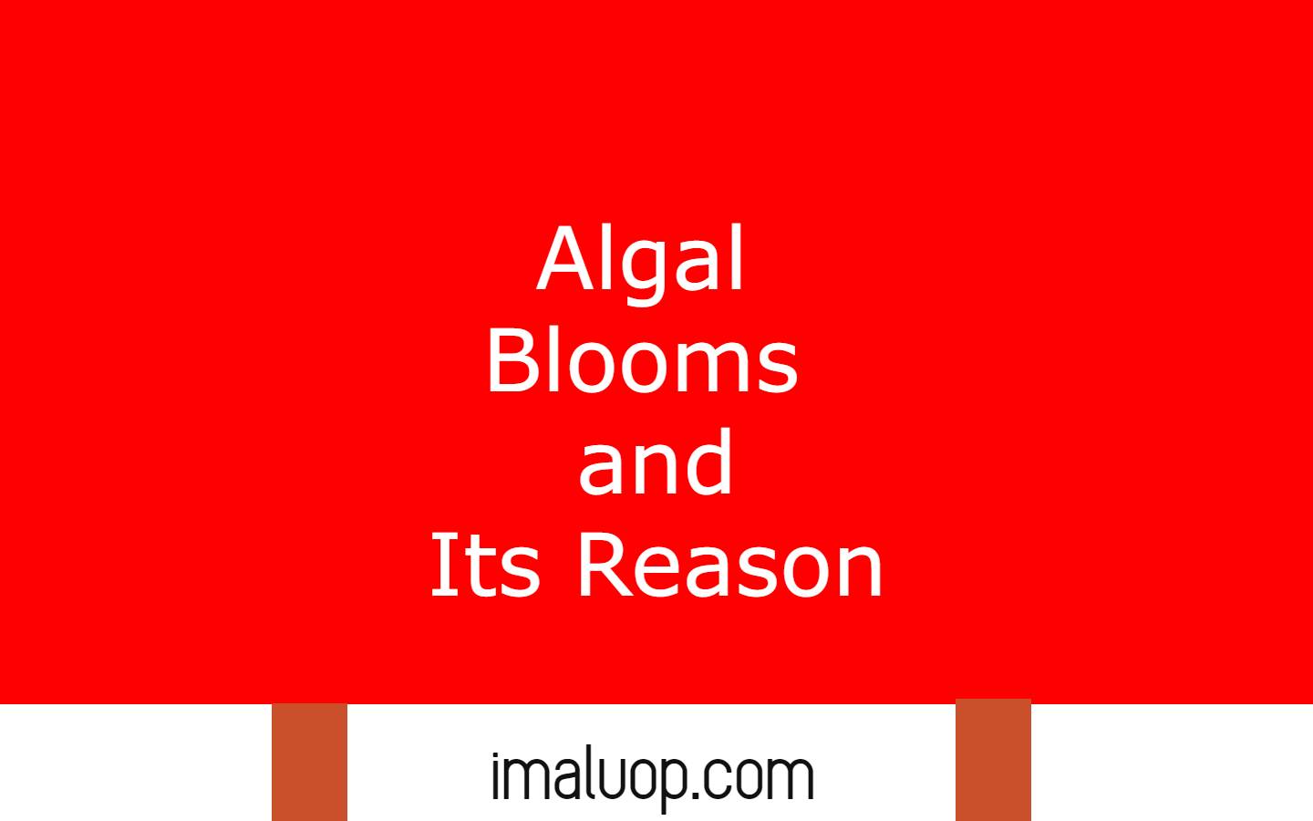 Algal Blooms and Its Reason