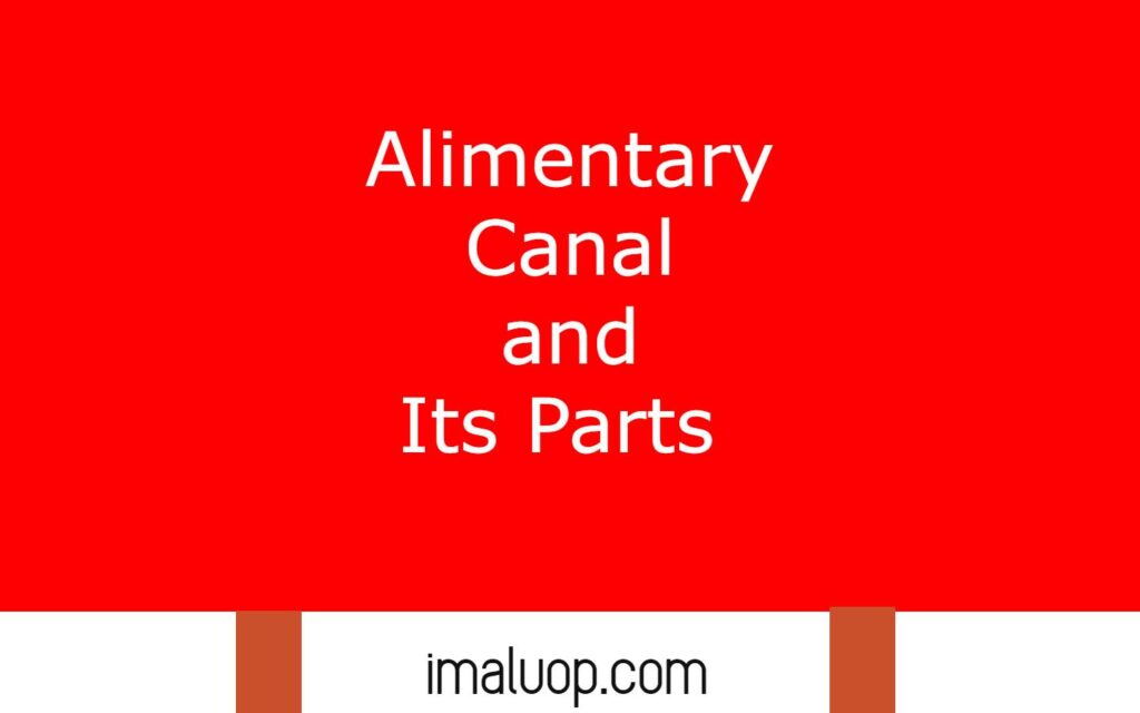 Alimentary Canal and Its Parts