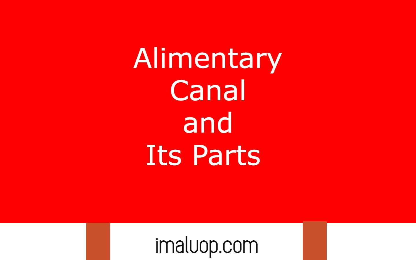 Alimentary Canal and Its Parts