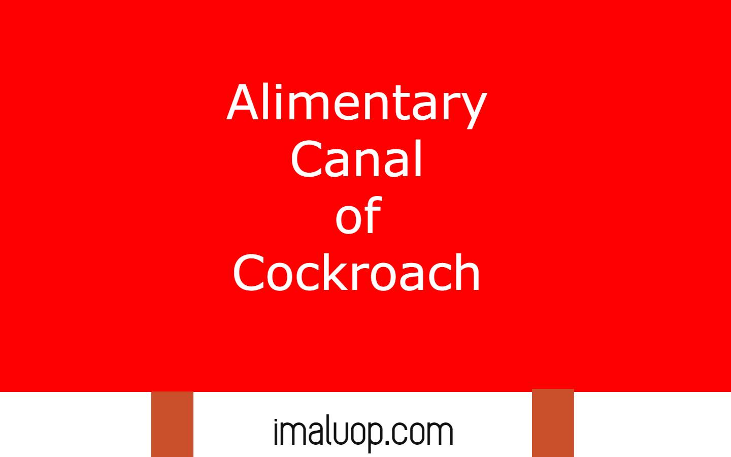 Alimentary Canal of Cockroach