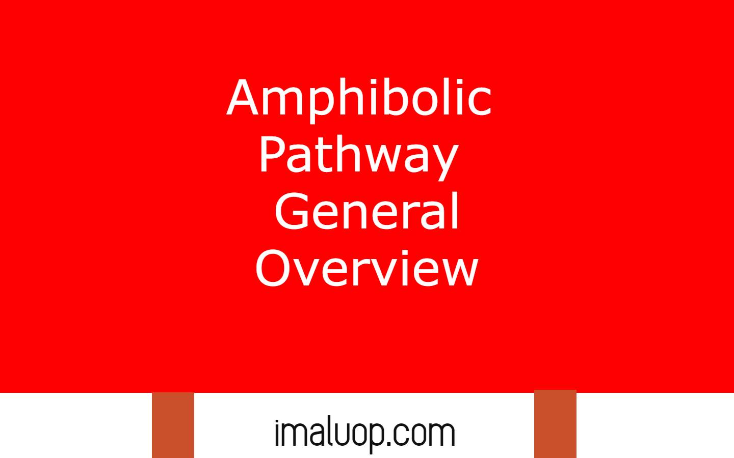 Amphibolic Pathway General Overview