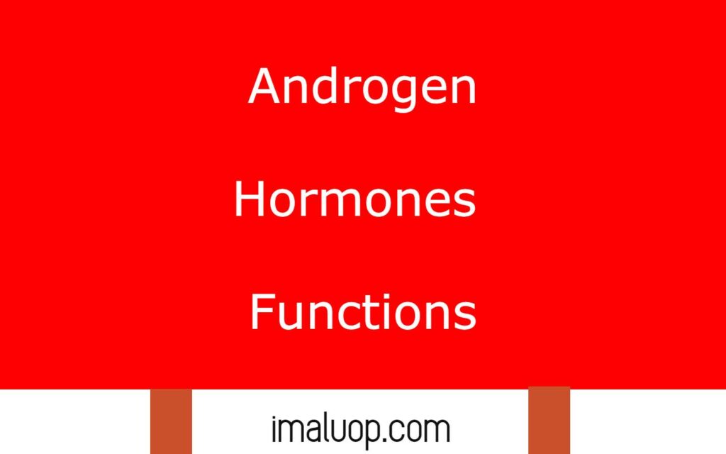 Androgen Hormones Functions