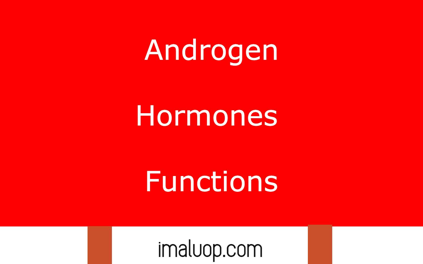 Androgen Hormones Functions