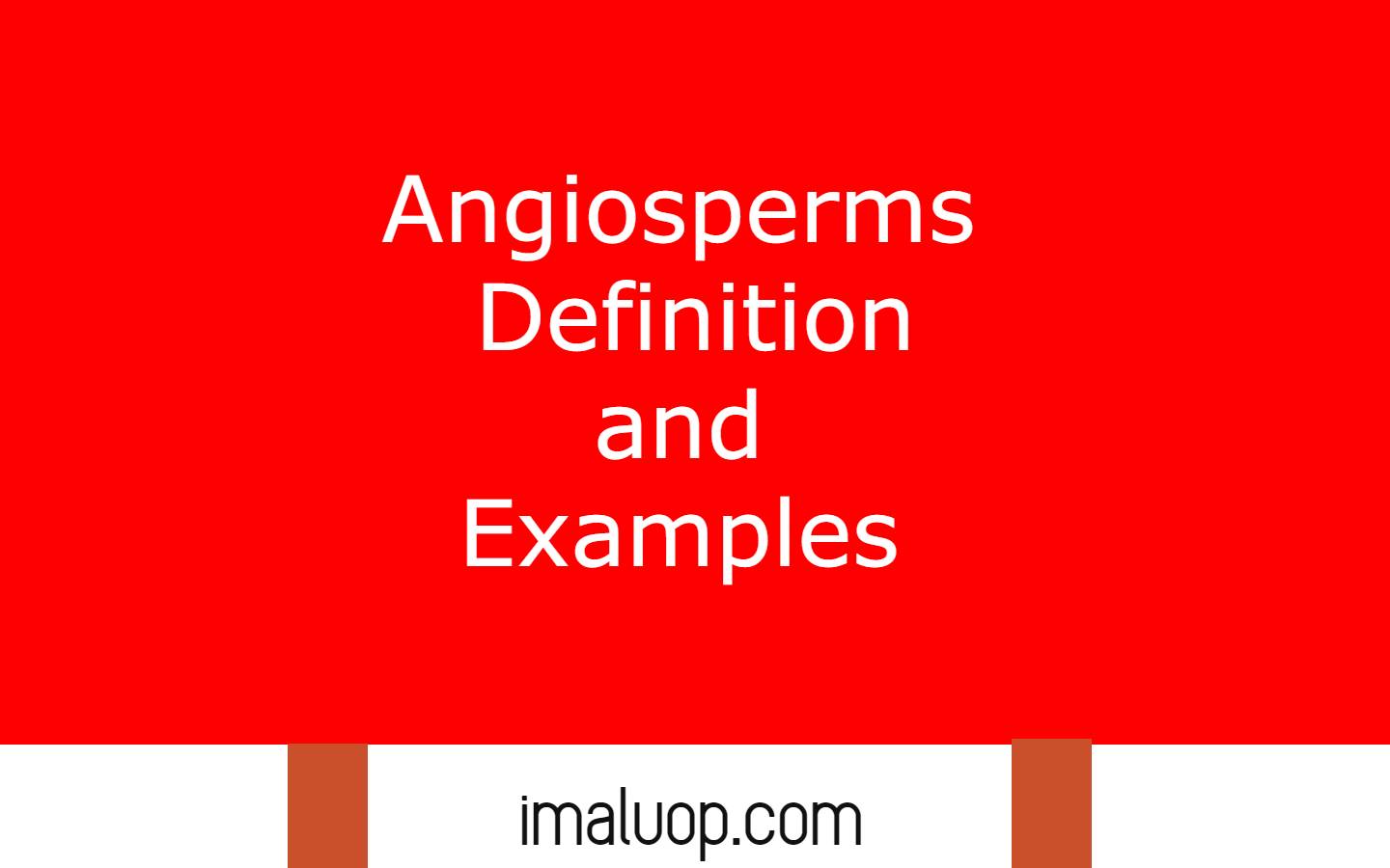 Angiosperms Definition and Examples