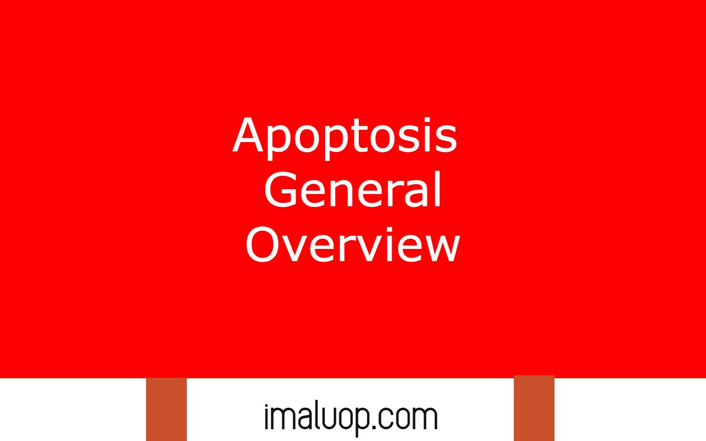 Apoptosis General Overview