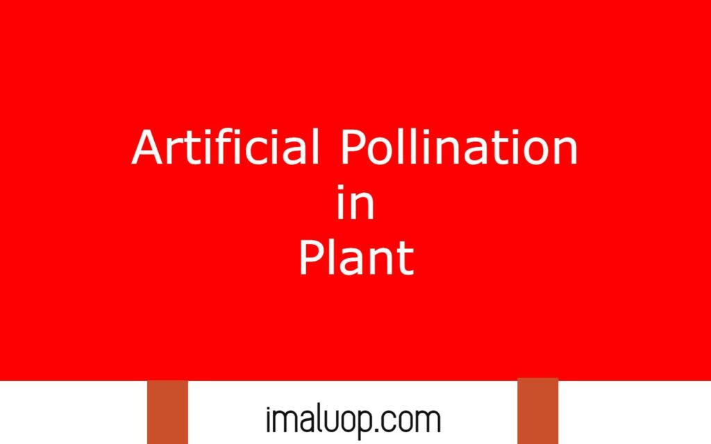 Artificial Pollination in Plant