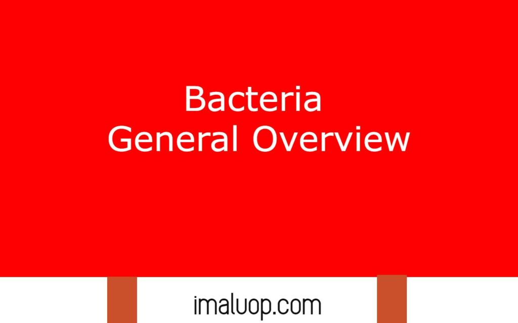 Bacteria General Overview