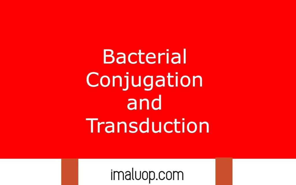 Bacterial Conjugation and Transduction