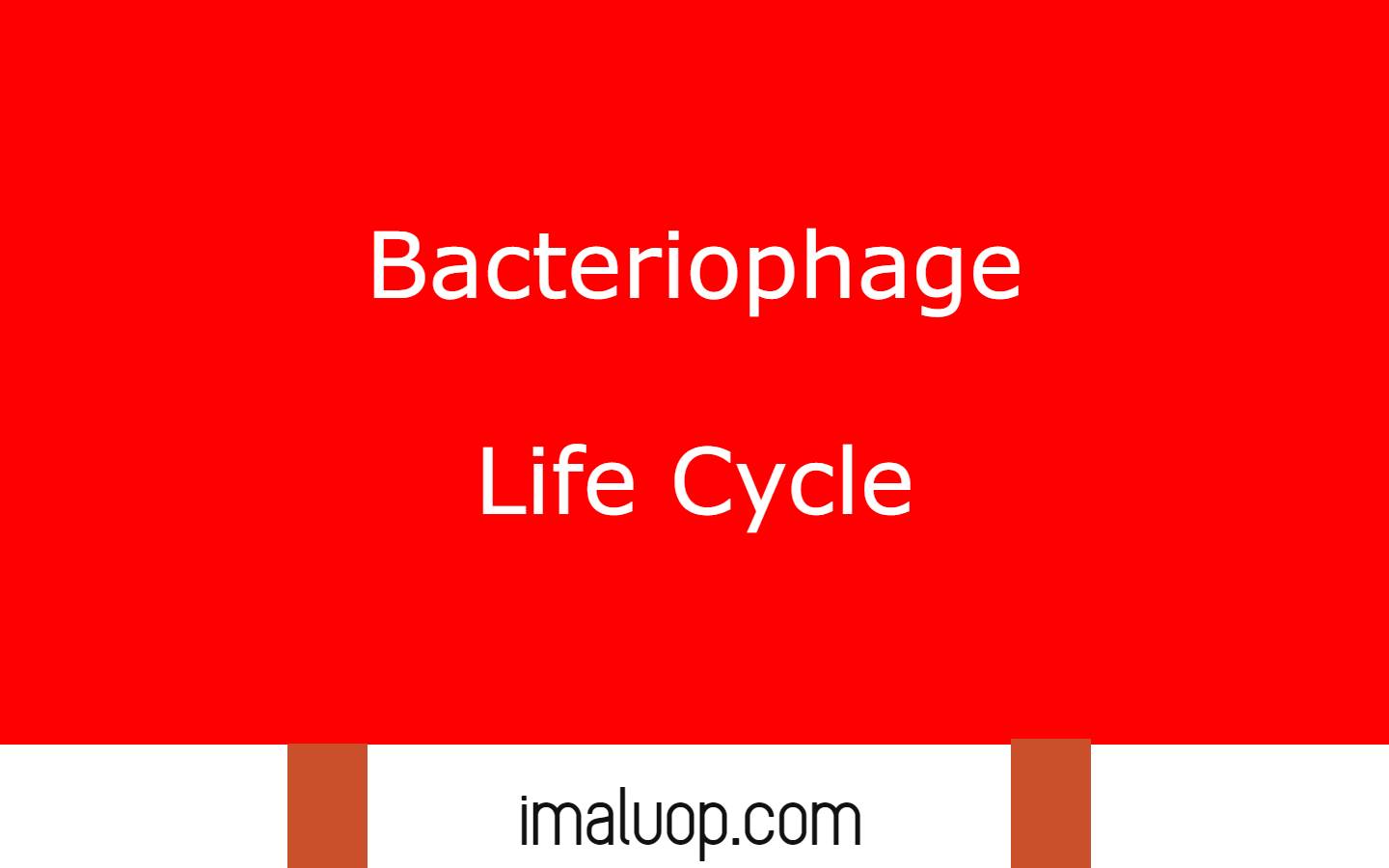 Bacteriophage Life Cycle