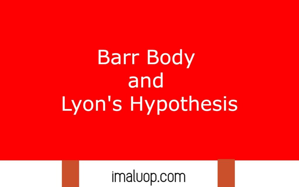 Barr Body and Lyon's Hypothesis