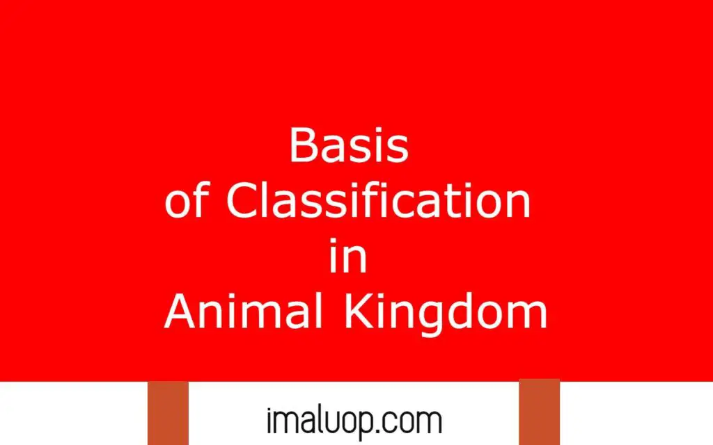 Basis of Classification in Animal Kingdom