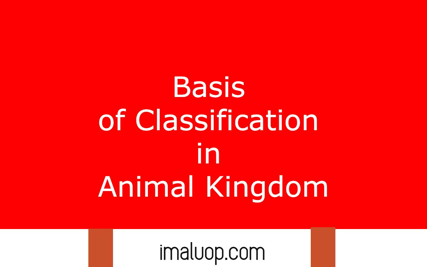 Basis of Classification in Animal Kingdom