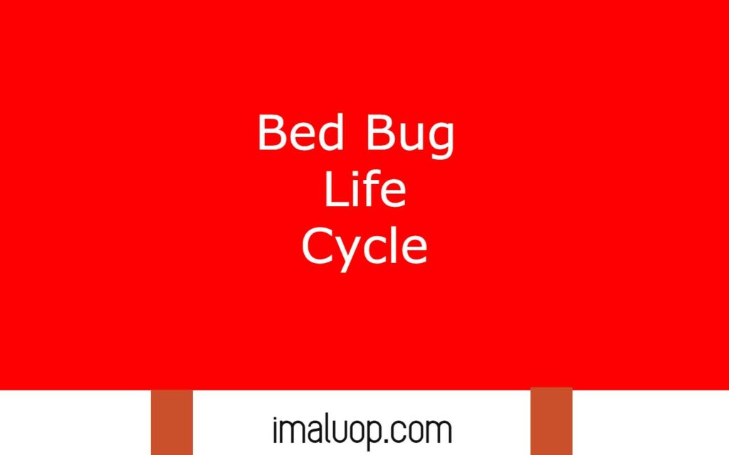 Bed Bug Life Cycle