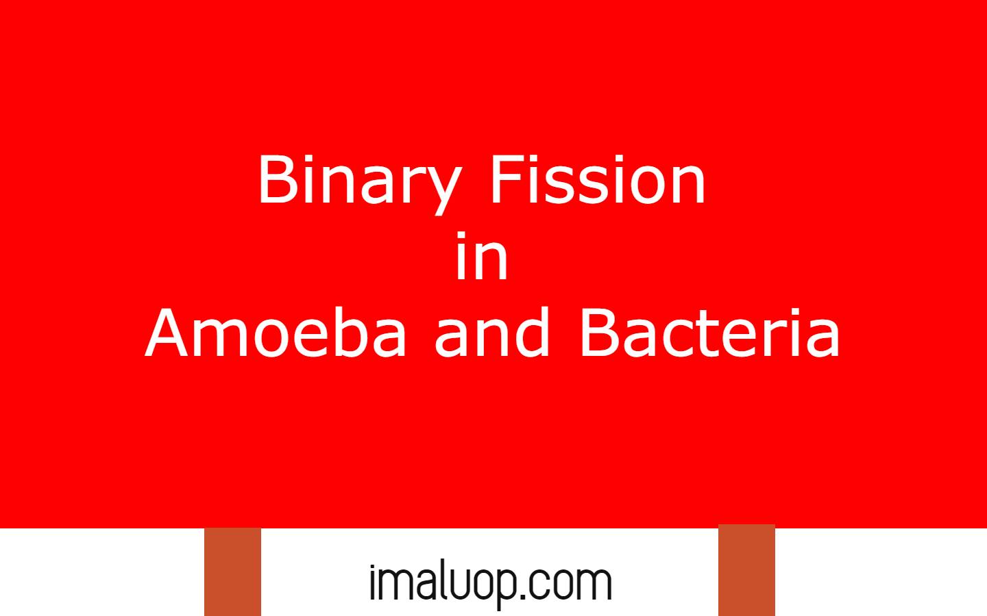 Binary Fission in Amoeba and Bacteria