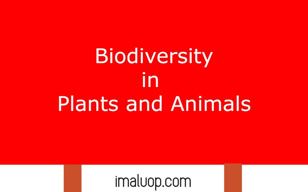 biodiversity-in-plants-and-animals-imaluop-imaluop