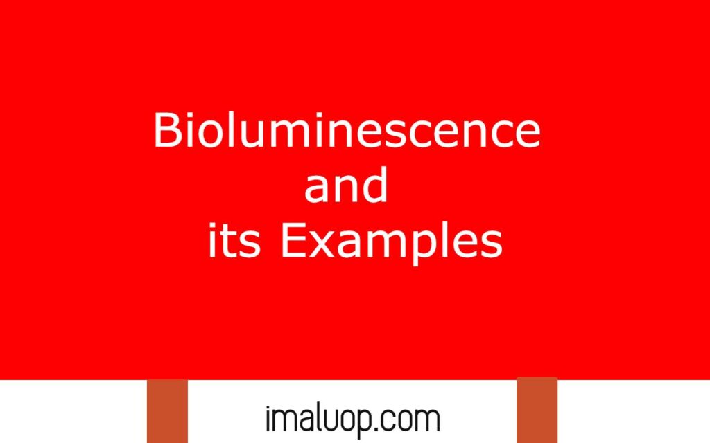 Bioluminescence and its Examples