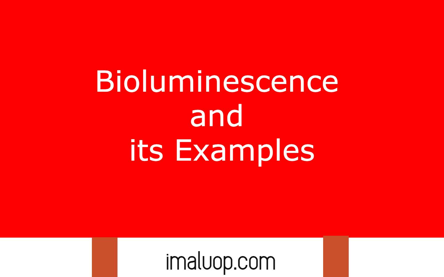 Bioluminescence and its Examples