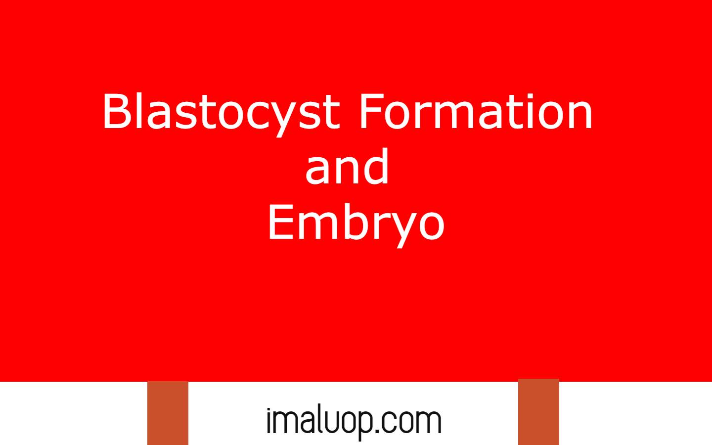 Blastocyst Formation and Embryo