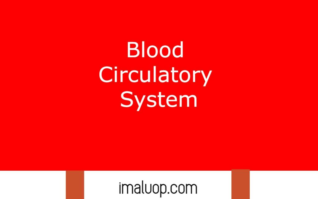 Blood Circulatory System