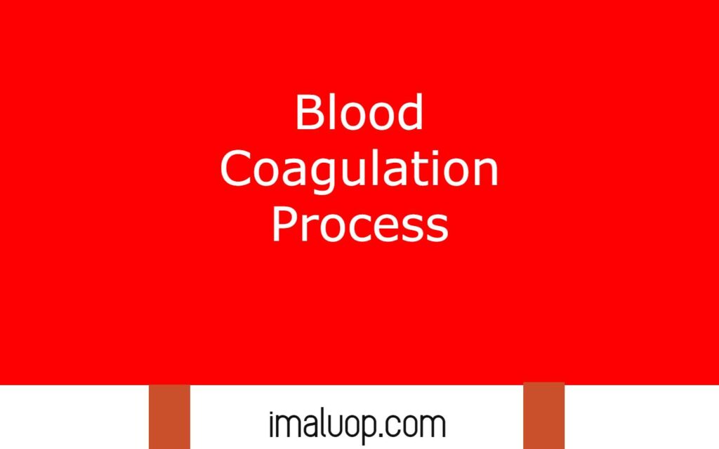 Blood Coagulation Process - Imaluop - IMALUOP