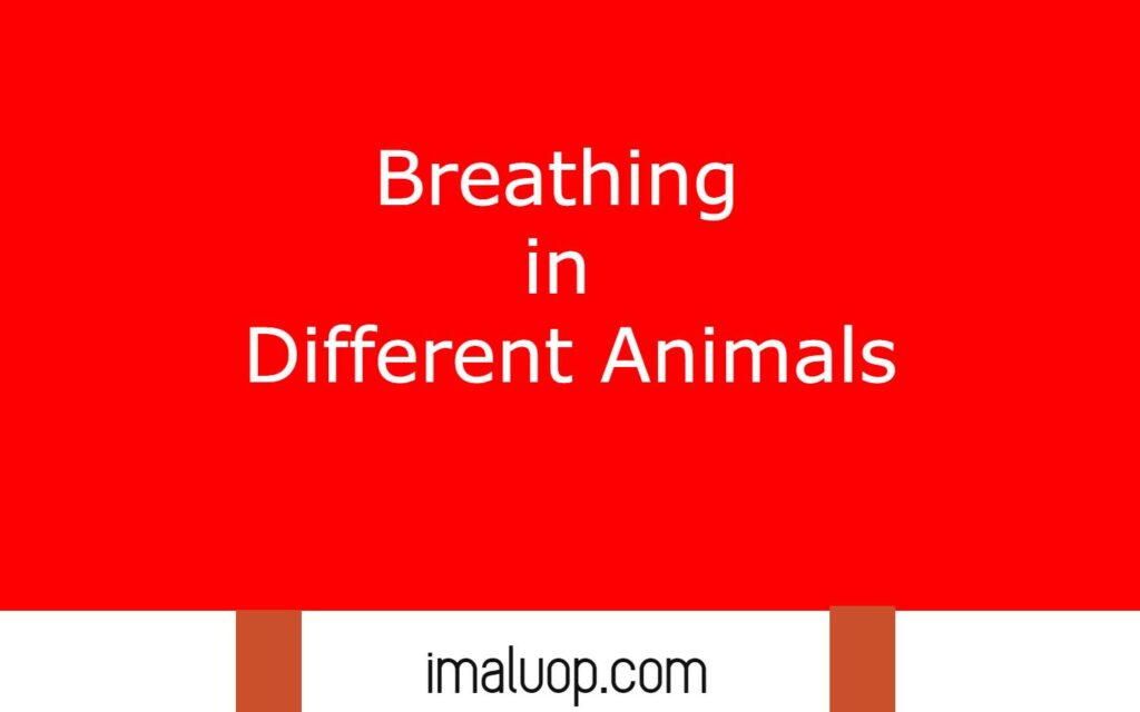 Breathing in Different Animals