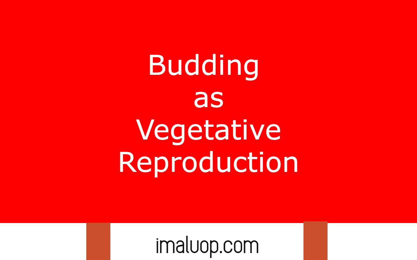 Budding as Vegetative Reproduction