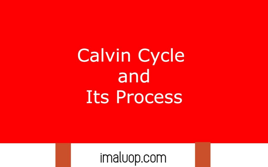 What Is Calvin Cycle Mean In Science