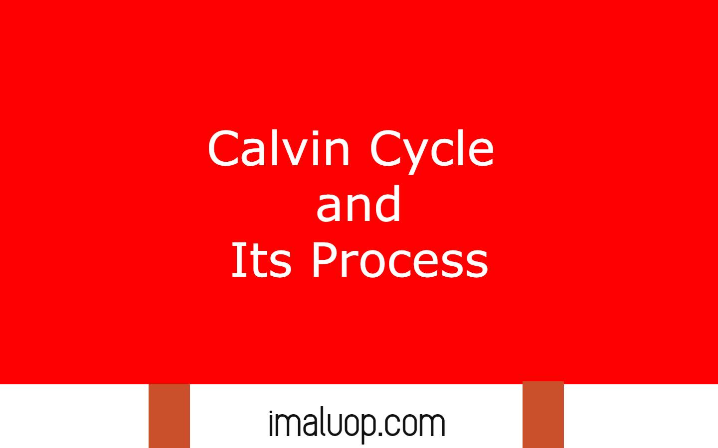 Calvin Cycle and its Process