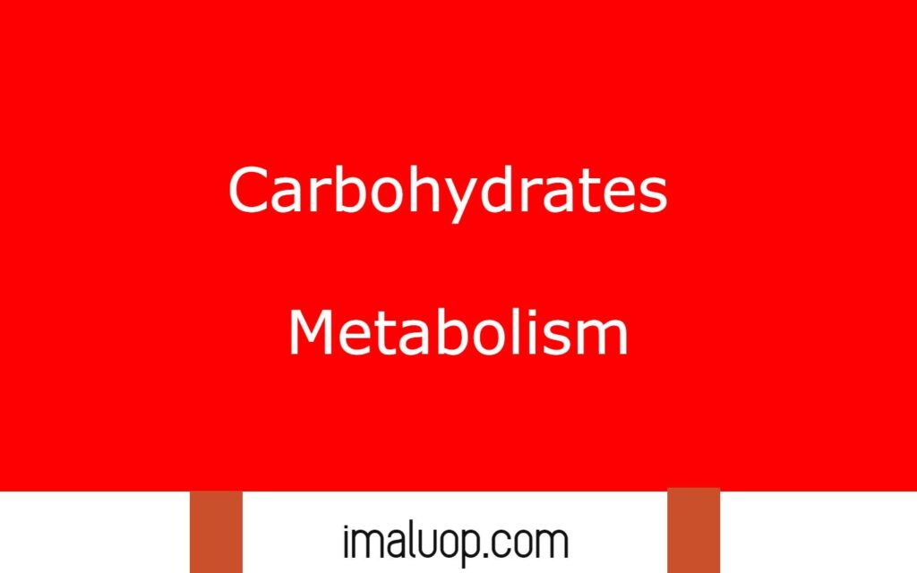 Carbohydrates Metabolism