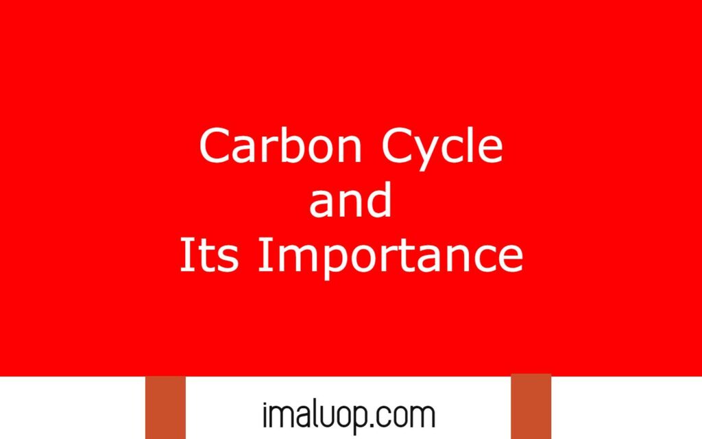 Carbon Cycle and Its Importance