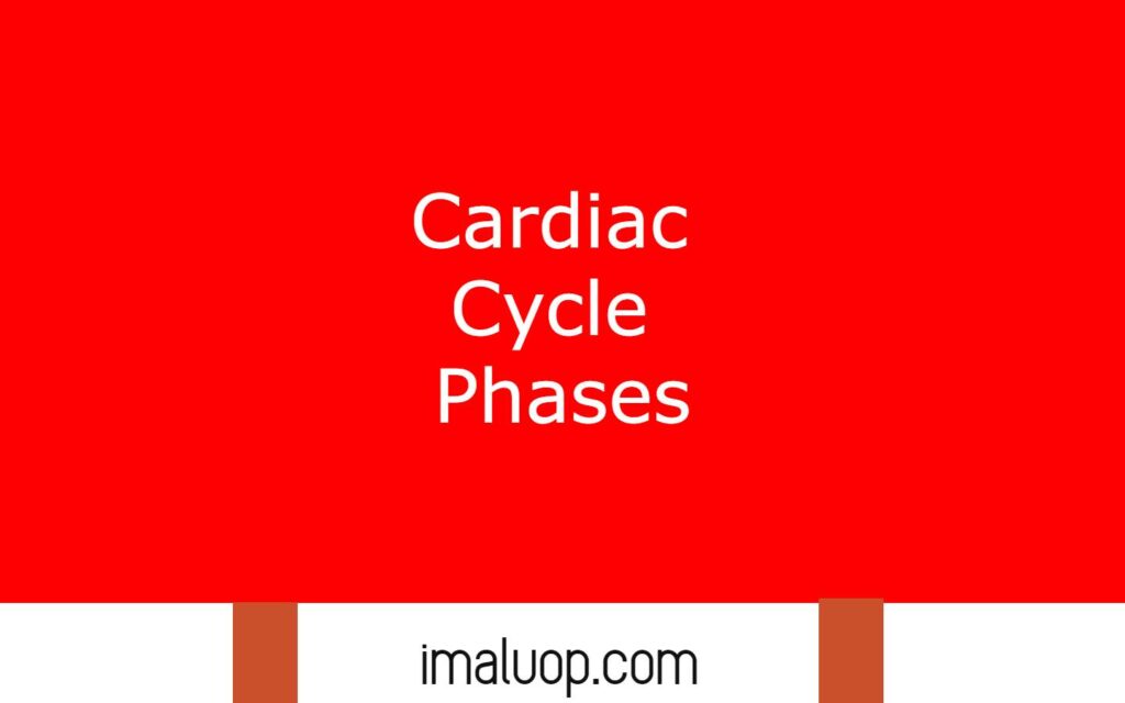 Cardiac Cycle Phases