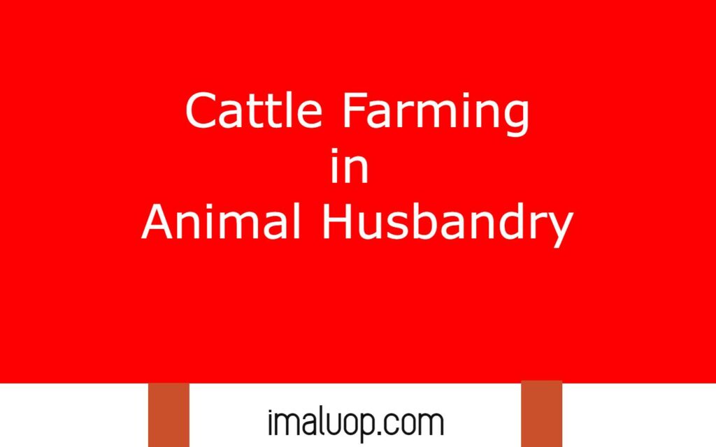 Cattle Farming in Animal Husbandry