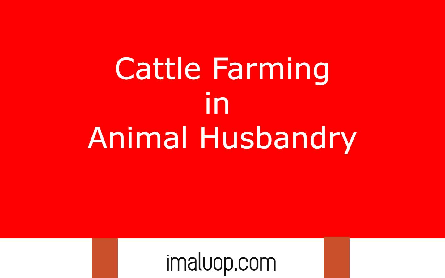 Cattle Farming in Animal Husbandry