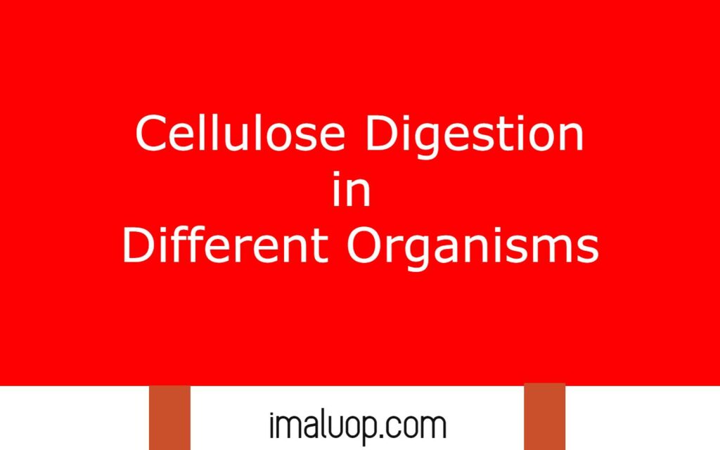 Cellulose Digestion in Different Organisms