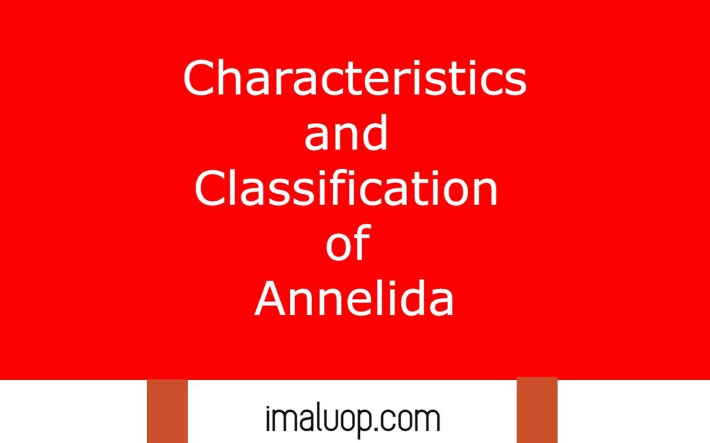 Characteristics and Classification of Annelida