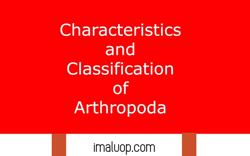 Characteristics and Classification of Arthropoda
