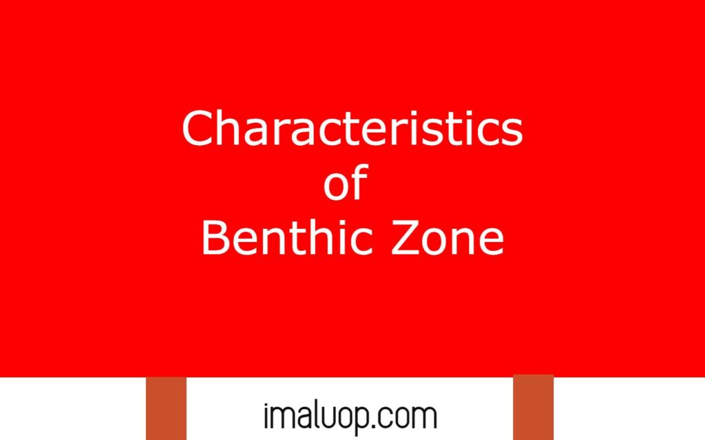 Characteristics of Benthic Zone