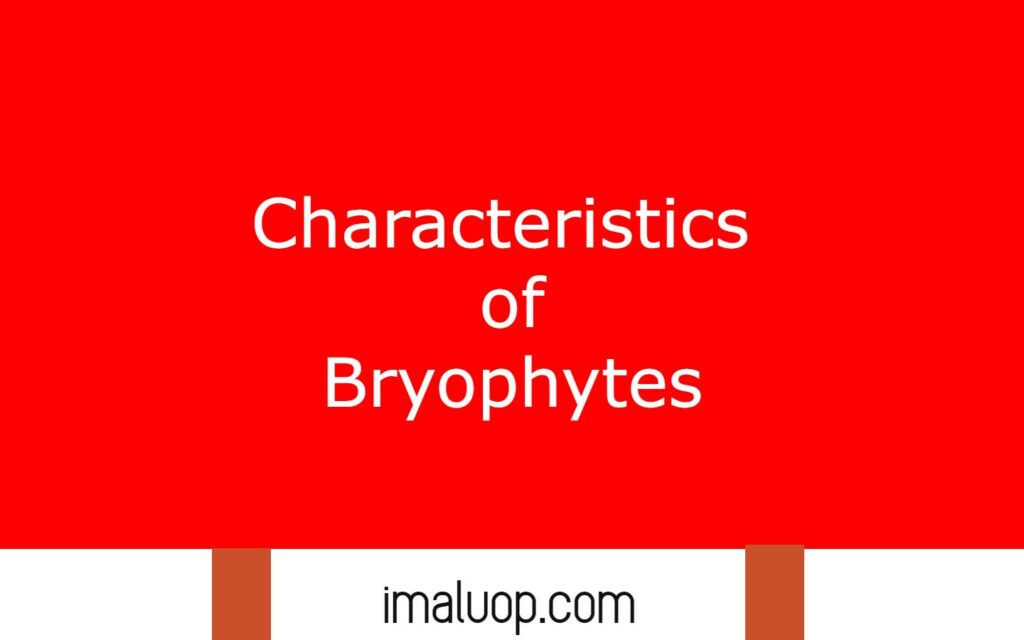 Characteristics of Bryophytes