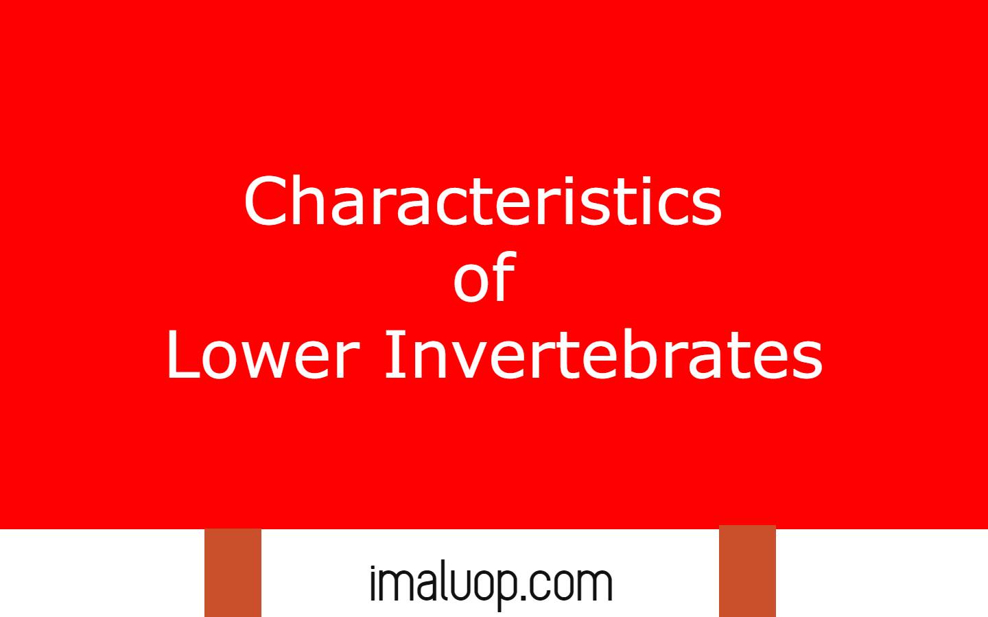 Characteristics of Lower Invertebrates