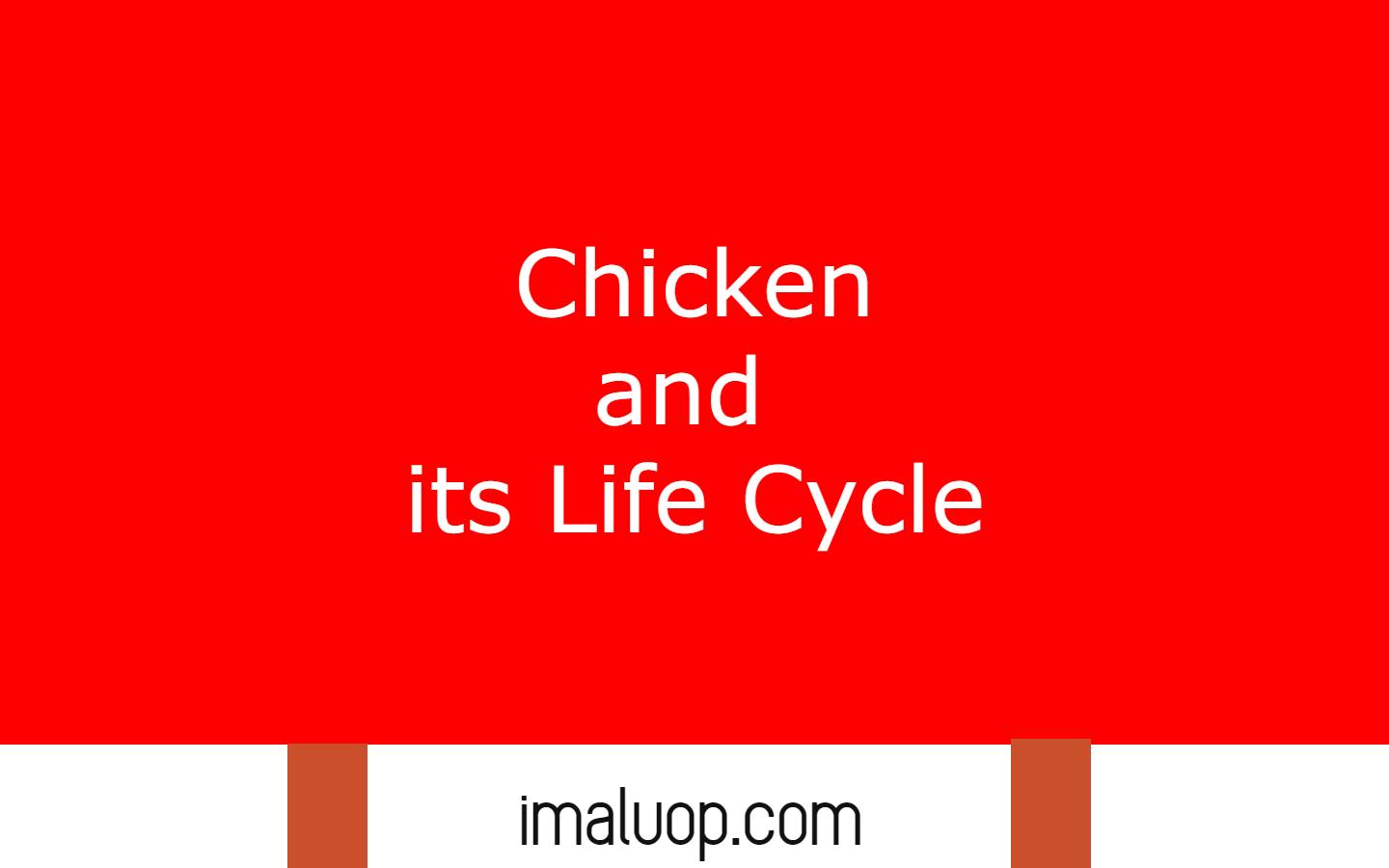 Chicken and its Life Cycle